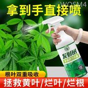 免稀释发财树专用营养液花肥料，室内盆栽植物金钱树(金钱树)花卉绿植喷施肥