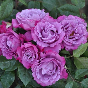 灌木紫色大花月季罗宾、光明知更鸟浓香四季苗直立切花品种花苗