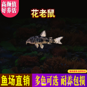 花老鼠花椒鼠鱼热带观赏活体草缸吃垃圾鱼包活渔场