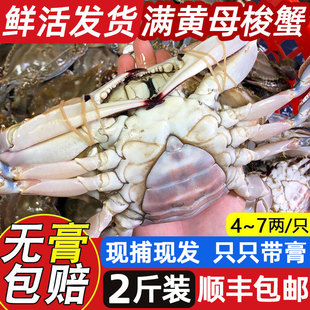 梭子蟹鲜活红膏蟹大母蟹2斤装青岛海鲜全母满黄海蟹白蟹飞蟹螃蟹