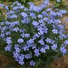 蓝花亚麻种子垂吊盆栽花卉花籽天蓝色小花地栽花多年生植物花种子