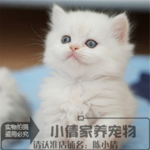 出售纯种布偶猫幼猫，活体家养宠物猫海豹双色布偶，猫血统纯正x