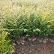 云南红豆杉树苗庭院绿植盆栽，盆景高档小区绿化景观，风景植物大树