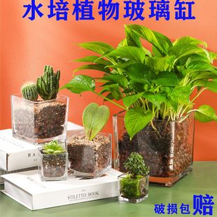 简约水培花盆正方形玻璃花瓶，透明绿萝水养植物器皿，乌龟缸摆件插花