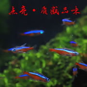 宝莲灯鱼淡水草缸小型群游热带，观赏鱼红绿灯鱼绿莲灯红莲霓虹