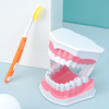 两倍大儿童早教刷牙模型 两倍口腔假牙教学牙齿模型 幼儿园牙模型