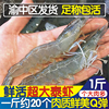 鲜活泰虾500g海虾超大泰国基围虾活虾白对虾，泰国虾重庆达达90分钟