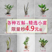 石斛小苗种子盆栽丛，苗苗铁皮鼓槌肿节金钗玫瑰，长苏天宫兰花满