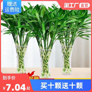 富贵竹买送水培绿植客厅水养植植物好养易活卧室房间节节高鸿运
