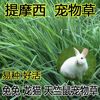提摩西草籽进口多年生牧草兔子豚鼠龙猫专用草种耐寒易活可做干草
