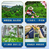 新日期2025年新茶恩施玉露绿茶蒸青茶叶湖北高山硒茶明前特级春茶