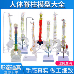 人体脊柱模型正骨练习颈椎