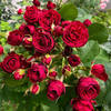 红色蕾丝月季花大苗多头群开深红色四季庭院阳台盆栽花卉玫瑰花苗