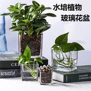 郁金香专用花瓶简约水培花盆正方形玻璃花瓶透明绿萝水养植物器皿