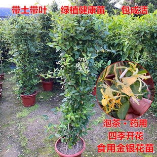 可食用金银花树苗盆栽白红金银花苗攀援绿植庭院爬藤植物四季开花