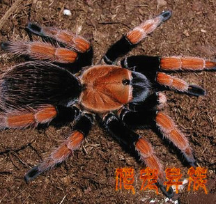 墨西哥血脚蜘蛛aph属寿命超长可25年以上活体蜘蛛宠物蜘蛛血脚蜘