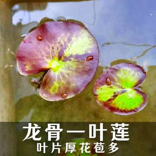 一叶莲碗莲水生花卉水培，植物室内阳台，四季开花盆栽小鱼缸漂浮莲花