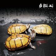 头盔龟乌龟活物双头龟玛塔，龟龟苗窄桥龟，稀有龟吃菜龟檀香龟白化龟