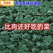 种北京正宗香肉菜种子35天可采收耐寒耐热四季农家小青菜蔬菜