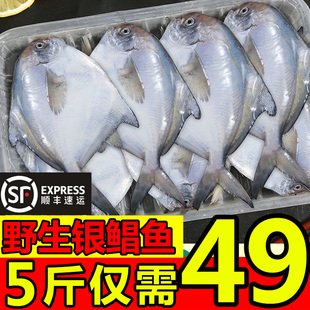 东海野生银鲳鱼新鲜鲳鱼冷冻银鲳鱼，白鲳鱼(白鲳鱼，)平鱼5斤新鲜海鲜水产