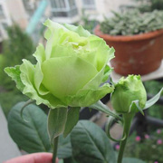 绿星大花月季大苗绿色花朵四季植物阳台别墅花卉玫瑰盆栽直立性好