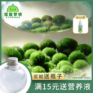 marimo马里莫(马里莫)宠物海藻，球微景观生态瓶，办公室水培植物绿球藻营养液