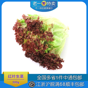 老一特卖新鲜红叶生菜紫叶罗莎红红珊瑚，紫生菜沙拉菜500g