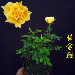 姬月季果汁阳台小玫瑰客厅微型室内盆栽四季开花好养易活盆景花卉
