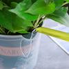 绿萝自动吸水花盆，专用透明塑料一加仑水培，套盆家用懒人桌面室内
