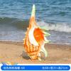 户外仿真贝壳乌龟海星海螺，玻璃钢海洋生物雕塑沙滩游乐场公园摆件