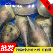 海鲜带子新鲜大绿贝鲜活大连小号带子瑶柱贝烧烤海鲜水产250g/个