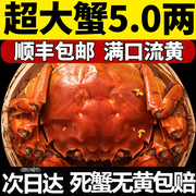 洪湖大闸蟹鲜活螃蟹全母毛蟹公蟹5.0两特大4.0母蟹10只超大礼盒装