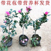 茶梅花苗四季盆栽种植山茶花室内花卉茶梅，庭院室外茶梅球当年开花