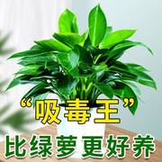 新装修房子去味除甲醛吸收的室内绿植物异味乔迁净化空气绿萝