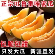 新疆哈密瓜西州蜜25号吐鲁番甜瓜新鲜水果应当季网纹整箱10斤