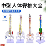 45CM人体脊柱模型仿真r成人医学正骨练习颈椎腰椎脊椎人体骨骼骨