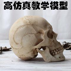 头骨模型 仿真人头骨临床人体解剖颅骨万圣节道具美术教学 骷髅头