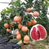 马家柚子树苗红心红肉蜜柚，南方北方种植当年结果，三红蜜柚果树果苗