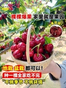 车厘子果树苗当年结果南方北方种植四季大樱桃带土嫁接矮化水果树