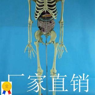 带内脏170cm人体骨骼模型11人体骷髅骨架模型医用人体标本模型