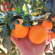 红美人柑橘盆栽果树果苗种柑桔苗果冻橙爱媛28爱媛38枳壳砧木