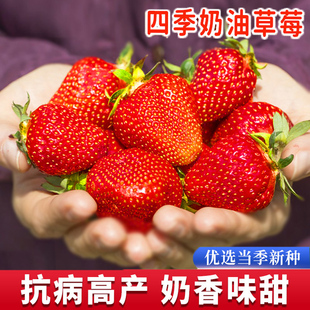 奶油草莓种子水果种籽春四季阳台盆栽室，内外高产易活蔬菜种孑大全