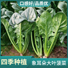 日本全能大叶菠菜种子四季播种农家阳台菜园蔬菜种籽耐热耐寒种孑