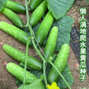 懒人黄瓜种子满地爬不搭架水果黄瓜种孑盆栽，四季播种青瓜蔬菜籽种