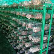 菌菇养殖蘑菇架平食用菇平菇架菌铁丝网网绿色种植格大架网格棚