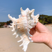 千手螺菊花螺天然海螺贝壳鱼缸装饰品水族箱造景地中海风格小