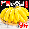 广西小米蕉当季新鲜水果9斤整箱自然熟banana现摘苹果5粉香蕉