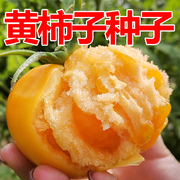 内蒙古五原县黄柿子传统老品种种子20颗