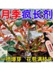 月季花园艺用品营养土玫瑰营养液月季大肥王喷壶花卉植物通用肥料