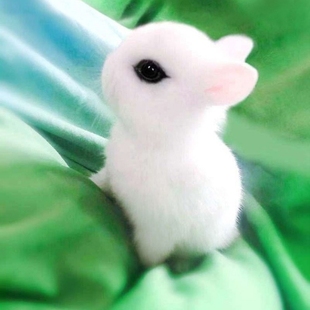 兔子活物迷你侏儒凤眼海棠小型茶杯，兔长不大的儿童宠物垂耳兔活体